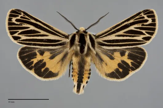 Apantesis virguncula