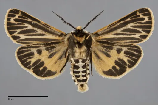 Apantesis virguncula