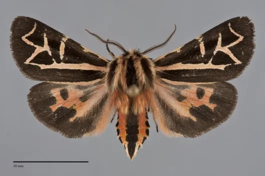 Apantesis williamsii
