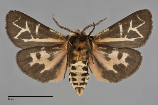Apantesis williamsii