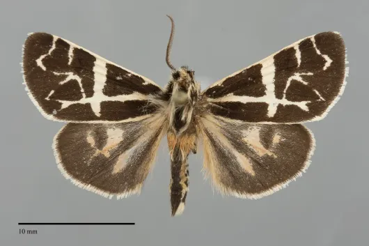 Apantesis yukona