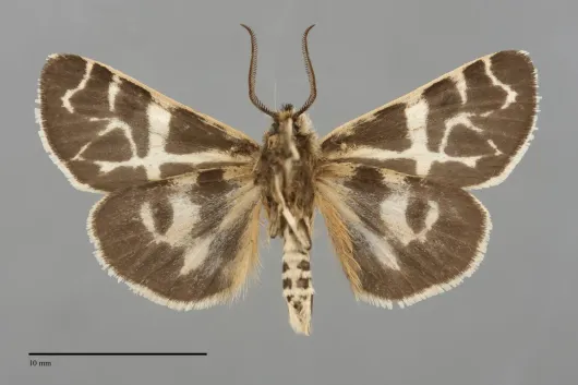Apantesis yukona