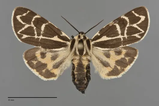 Apantesis yukona