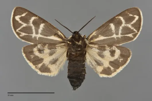 Apantesis yukona