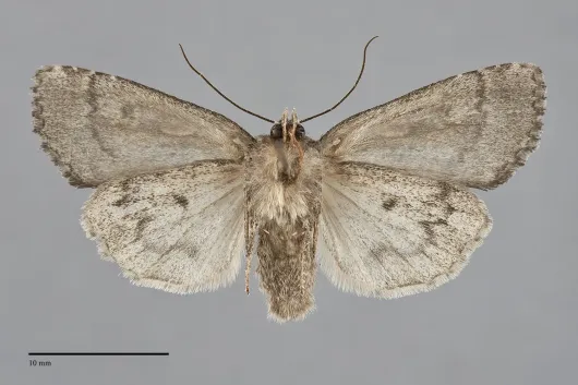 Aplectoides condita