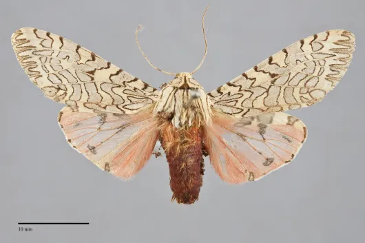 Arachnis citra