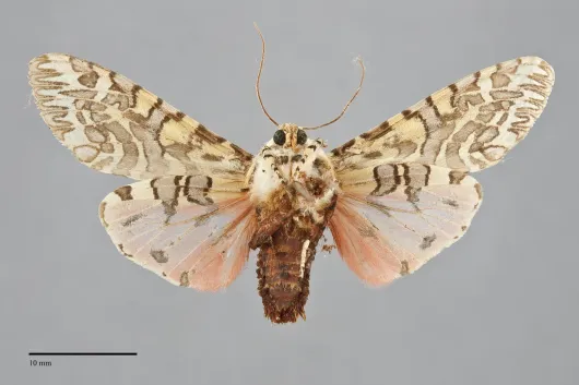 Arachnis citra