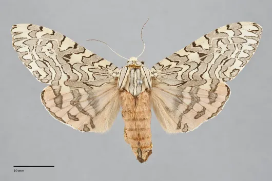 Arachnis citra