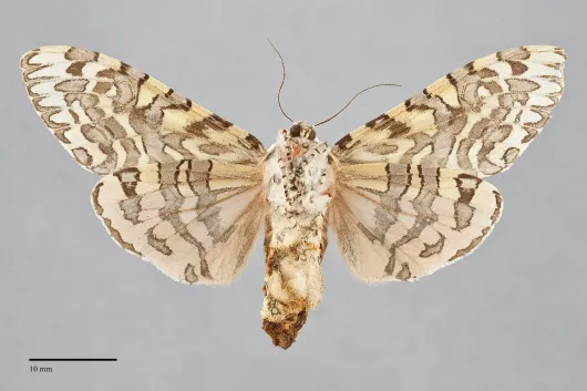 Arachnis citra
