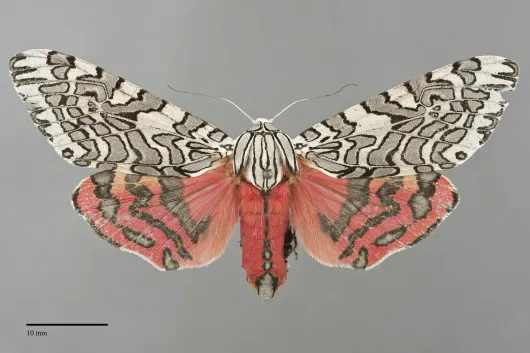 Arachnis citra