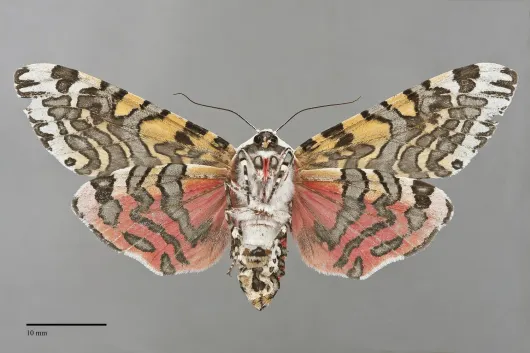 Arachnis citra