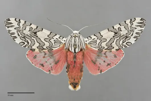 Arachnis citra