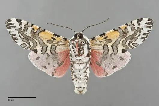 Arachnis citra