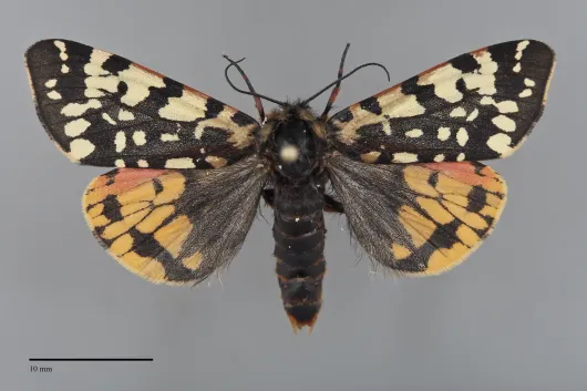 Arctia alpina