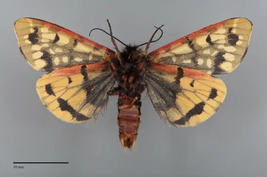 Arctia alpina