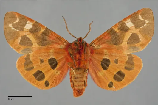 Arctia caja