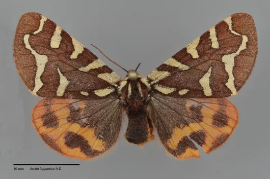 Arctia lapponica