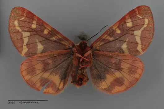 Arctia lapponica