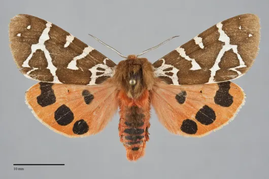 Arctia opulenta