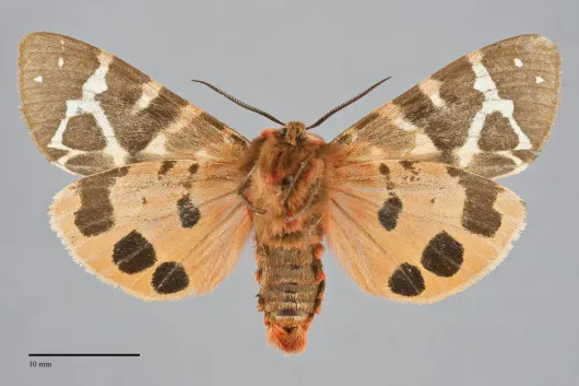 Arctia opulenta