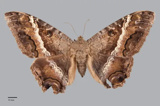Ascalapha odorata