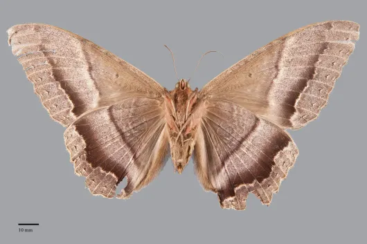 Ascalapha odorata