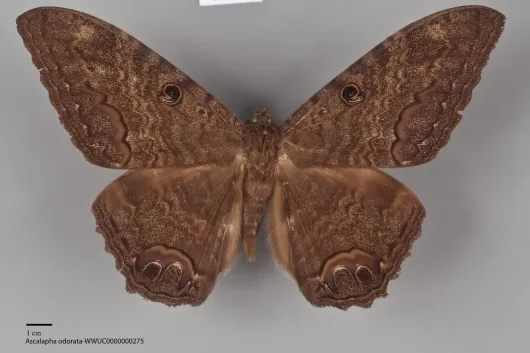 Ascalapha odorata