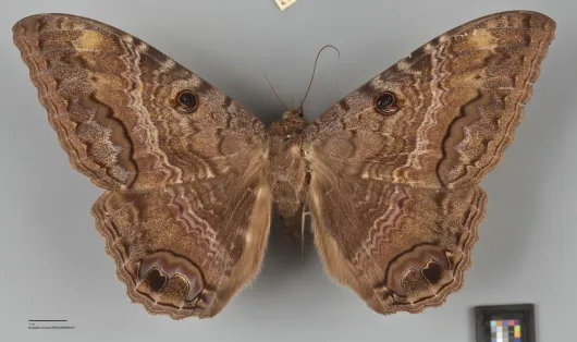 Ascalapha odorata
