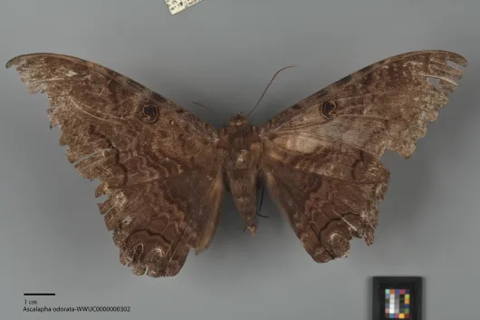 Ascalapha odorata