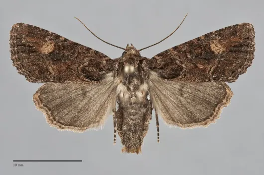Aseptis binotata