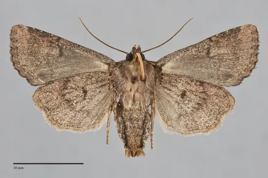 Aseptis binotata
