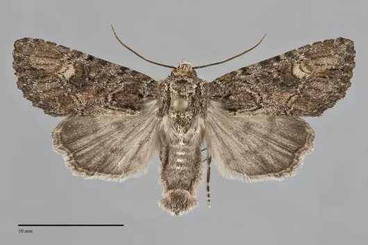 Aseptis binotata