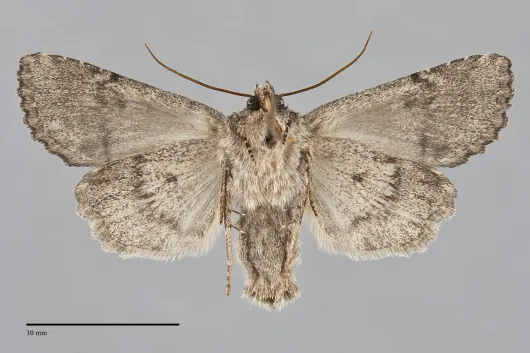 Aseptis binotata