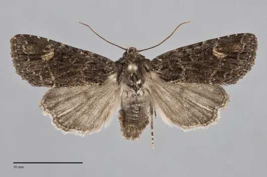 Aseptis binotata