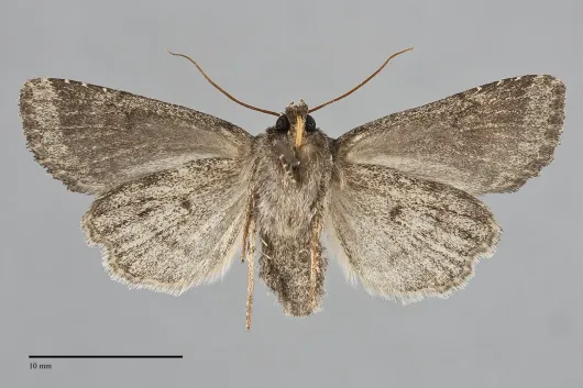 Aseptis binotata