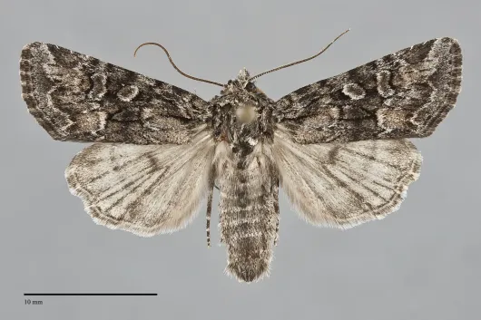 Aseptis characta