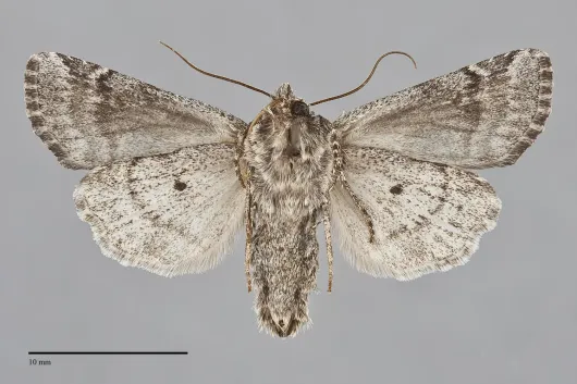 Aseptis characta