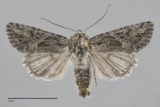 Aseptis characta