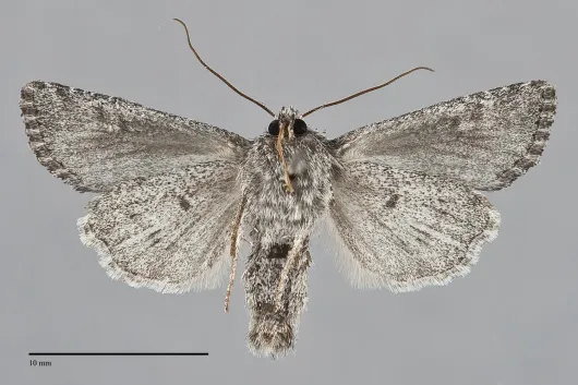 Aseptis characta