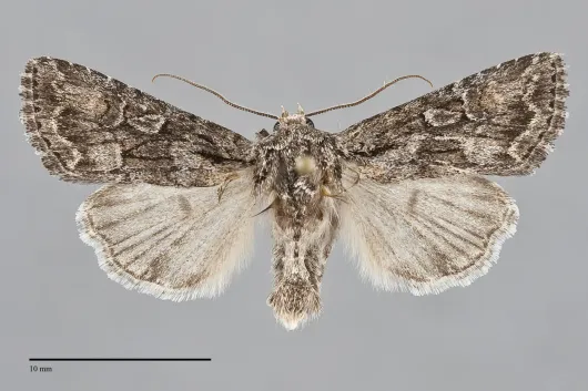 Aseptis characta