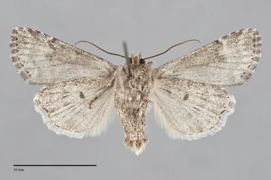 Aseptis characta