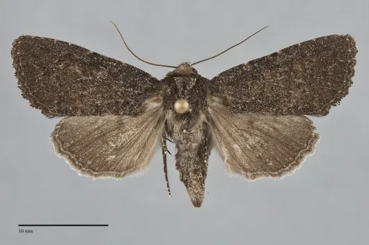 Aseptis ethnica