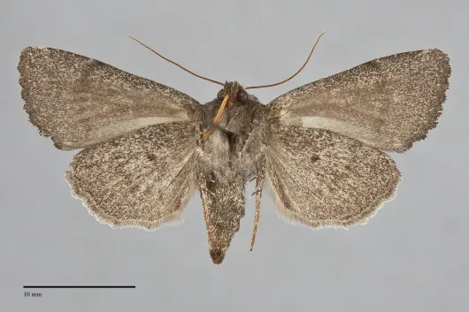 Aseptis ethnica