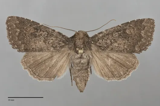 Aseptis ethnica