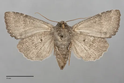 Aseptis ethnica