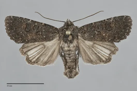 Aseptis fumosa