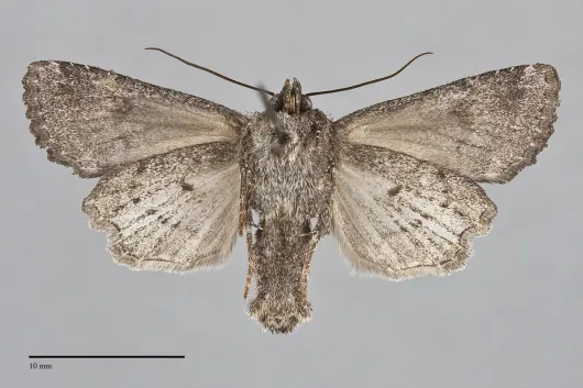 Aseptis fumosa