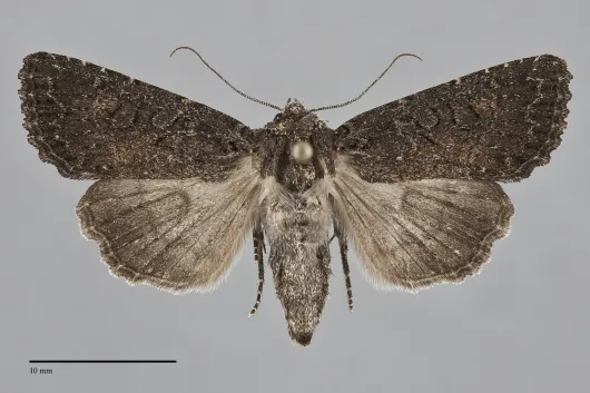 Aseptis fumosa