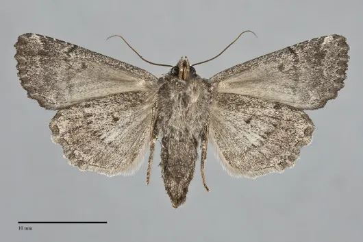Aseptis fumosa