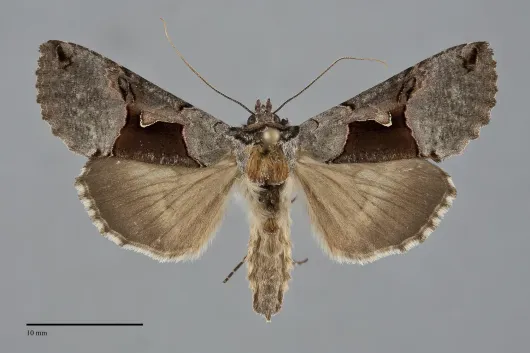Autographa ampla